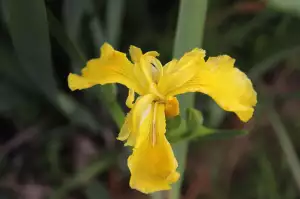 Yello