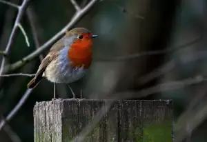 Přeliv Na Vlasy