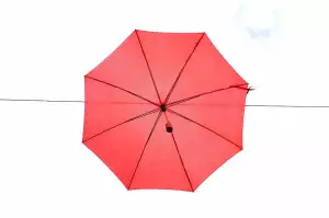 Slunečník