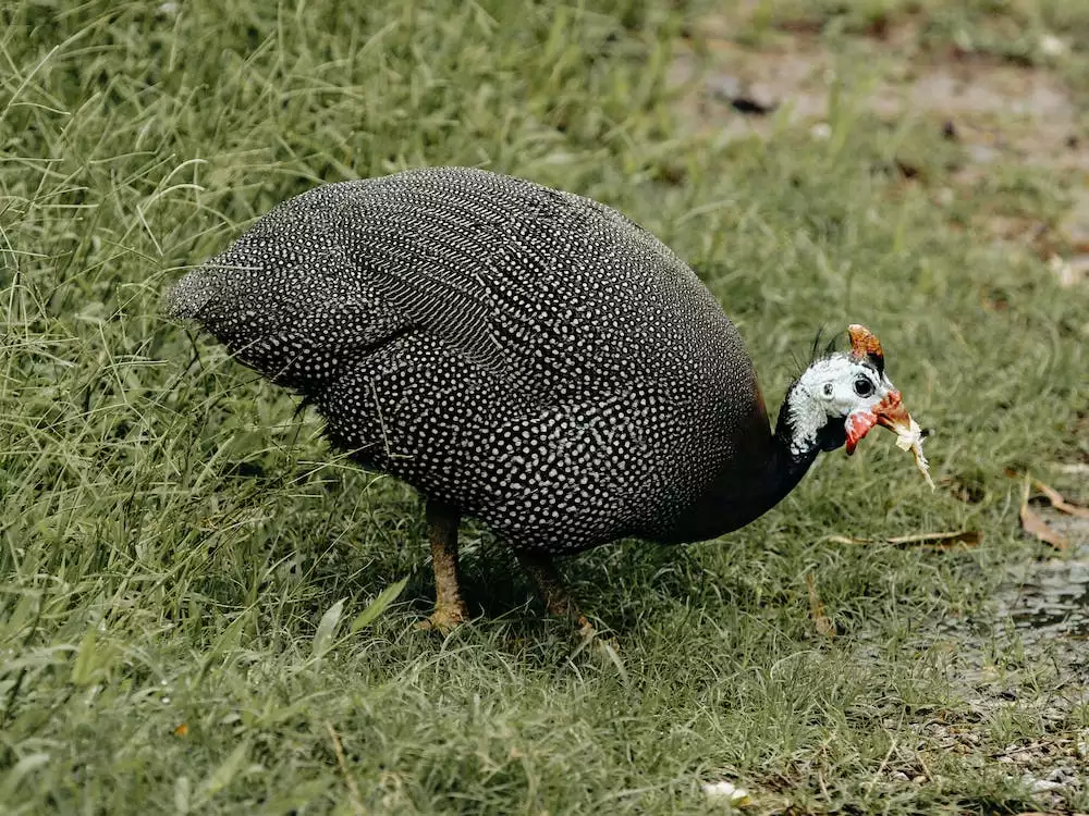 Perlinka